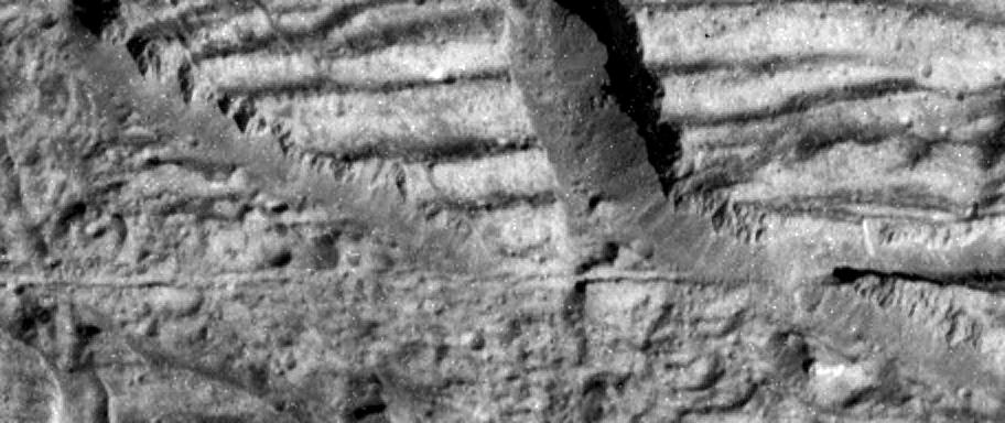 Close-up image in black and white.